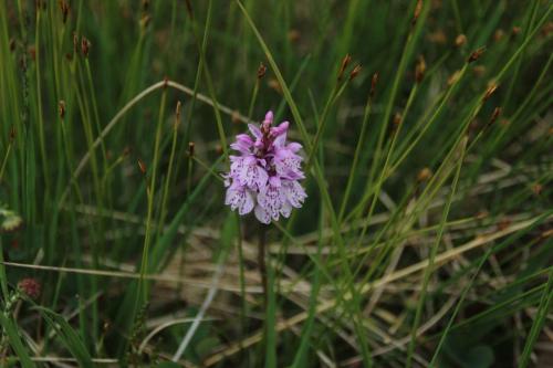 Wild orchids