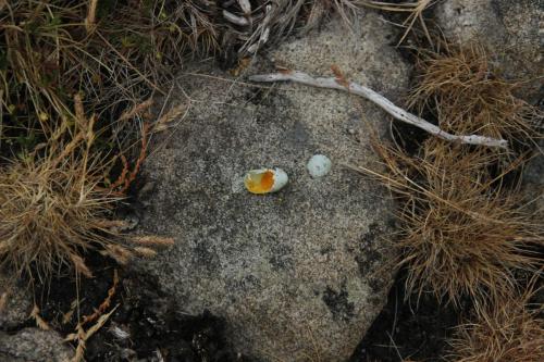 A tiny broken birds egg